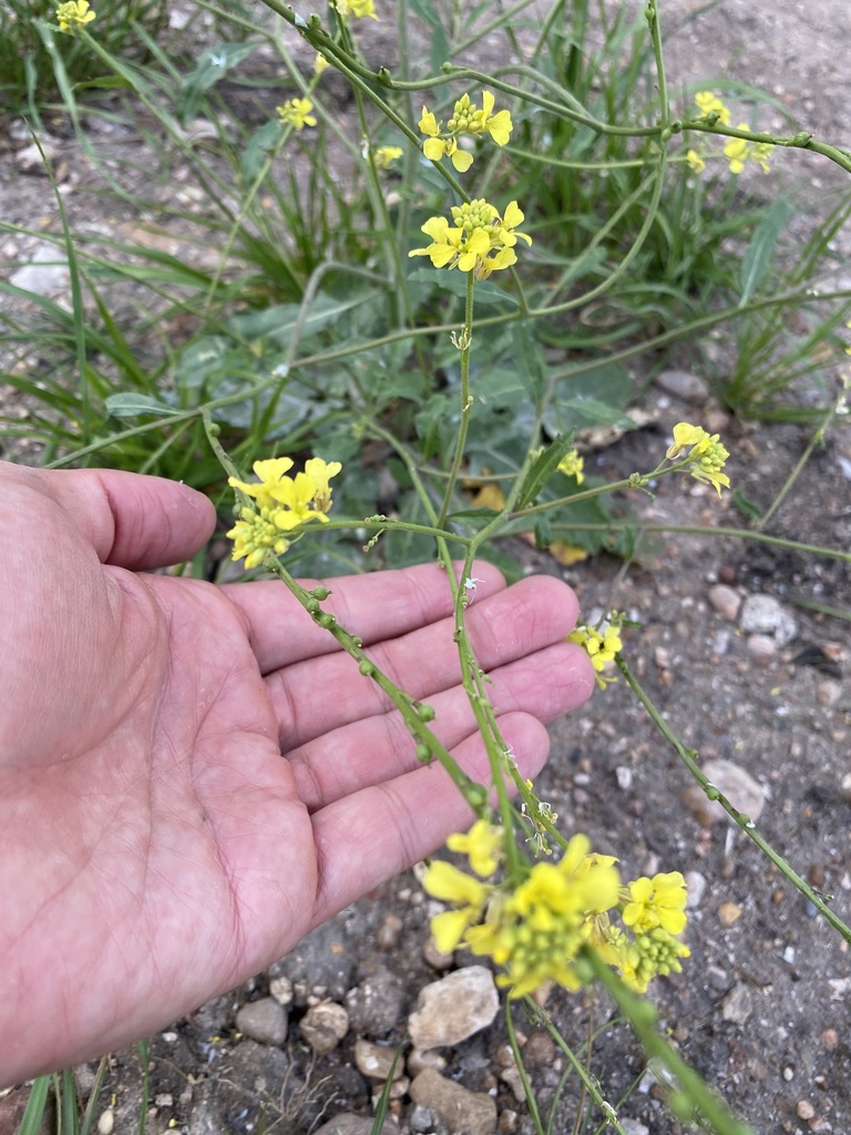 annual bastard cabbage from FM969, Bastrop, TX, US on April 19, 2021 at 0726 PM by Adrian