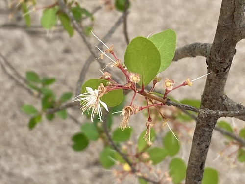 Eugenia inundata