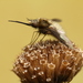 Greater Bee Fly - Photo (c) Tom Preney, all rights reserved, uploaded by Tom Preney