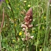 Orobanche castellana - Photo (c) Carmen Perona, all rights reserved, uploaded by Carmen Perona