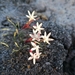 Strumaria chaplinii - Photo (c) Danie Fourie, todos los derechos reservados, subido por Danie Fourie