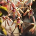 Epidendrum anisatum - Photo (c) Denisse Mariela, todos los derechos reservados