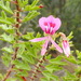 Pelargonium hermanniifolium - Photo (c) Nicola van Berkel, όλα τα δικαιώματα διατηρούνται, uploaded by Nicola van Berkel
