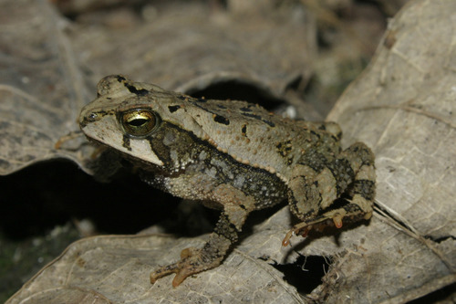 Mountain Toad