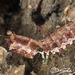 Common Mantis Shrimp - Photo (c) Joe Tomoleoni, all rights reserved, uploaded by Joe Tomoleoni