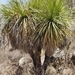 Small-flowered Mexican Bear Grass - Photo (c) Santiago Nava, all rights reserved, uploaded by Santiago Nava