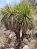 Small-flowered Mexican Bear Grass - Photo (c) Santiago Nava, all rights reserved, uploaded by Santiago Nava