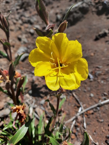 Oenothera stricta Link