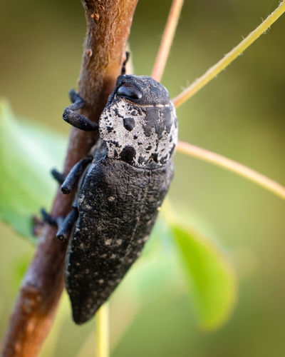 Flat-headed Root-borer