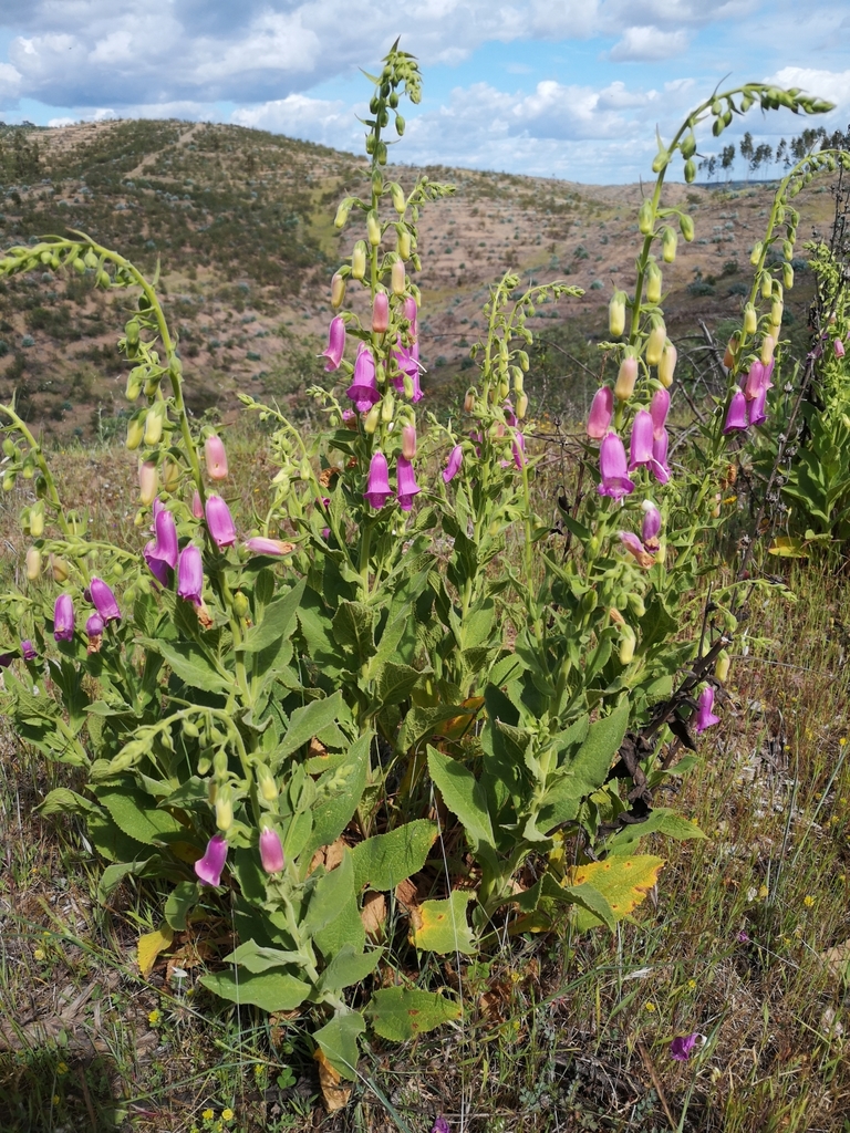 Dedaleira-esbatida (Digitalis thapsi) · BioDiversity4All, image size:768x1024