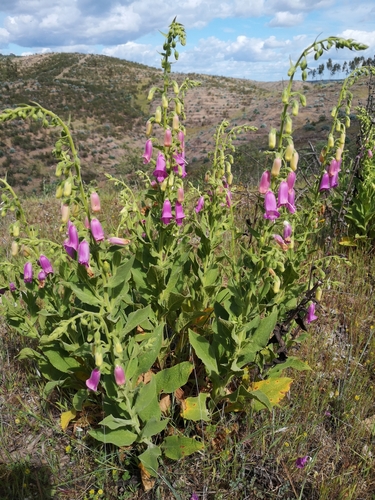Spanish Peaks Foxglove