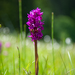 Broad-leaved Marsh Orchid - Photo (c) snek with arms, all rights reserved, uploaded by snek with arms