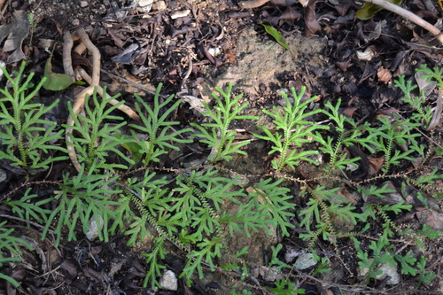Selaginella plumosa