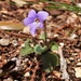 Viola × obtusogrypoceras - Photo (c) Aline Horikawa, todos los derechos reservados, subido por Aline Horikawa