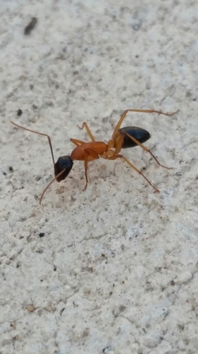 Banded Sugar Ant