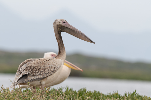 Great White Pelican