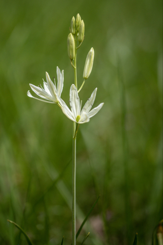 great camas