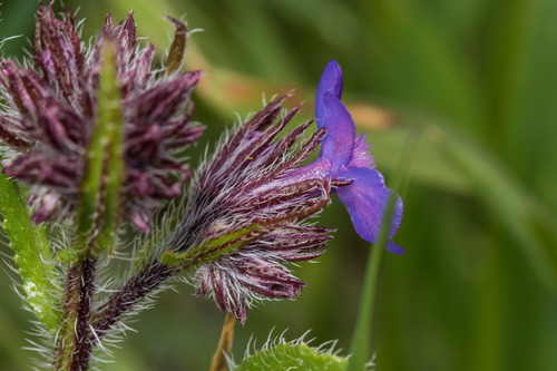 Italian Bugloss