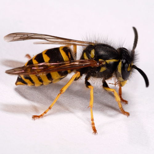 American Yellowjacket