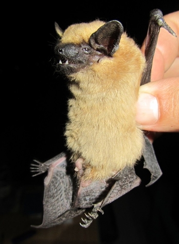 Meridional Serotine