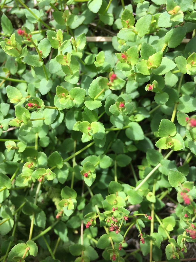 Creeping Raspwort from TW on April 21, 2021 at 09:47 AM by 鳥咪美幸 ...
