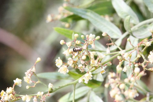 photo of Sweat Bees (Halictidae)