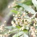 photo of Sweat Bees (Halictidae)