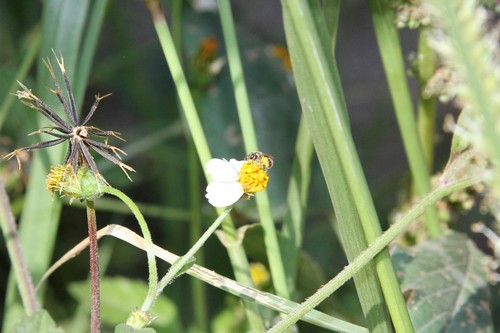 photo of Metallic Sweat Bees (Dialictus)