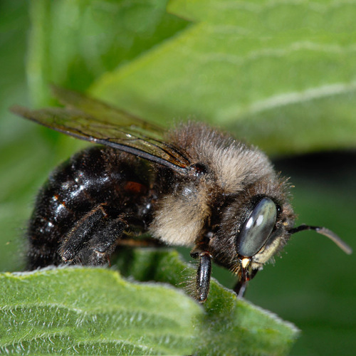 Horse-fly Carpenter Bee