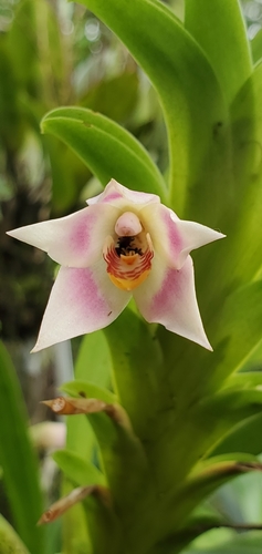 Maxillaria carinulata