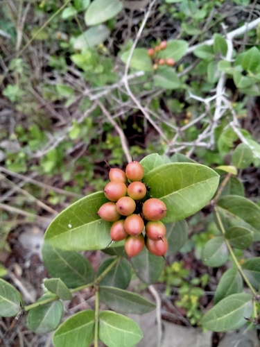 Bush Plum