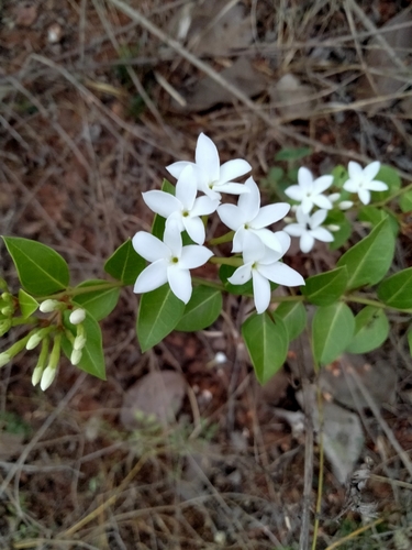 Bush Plum