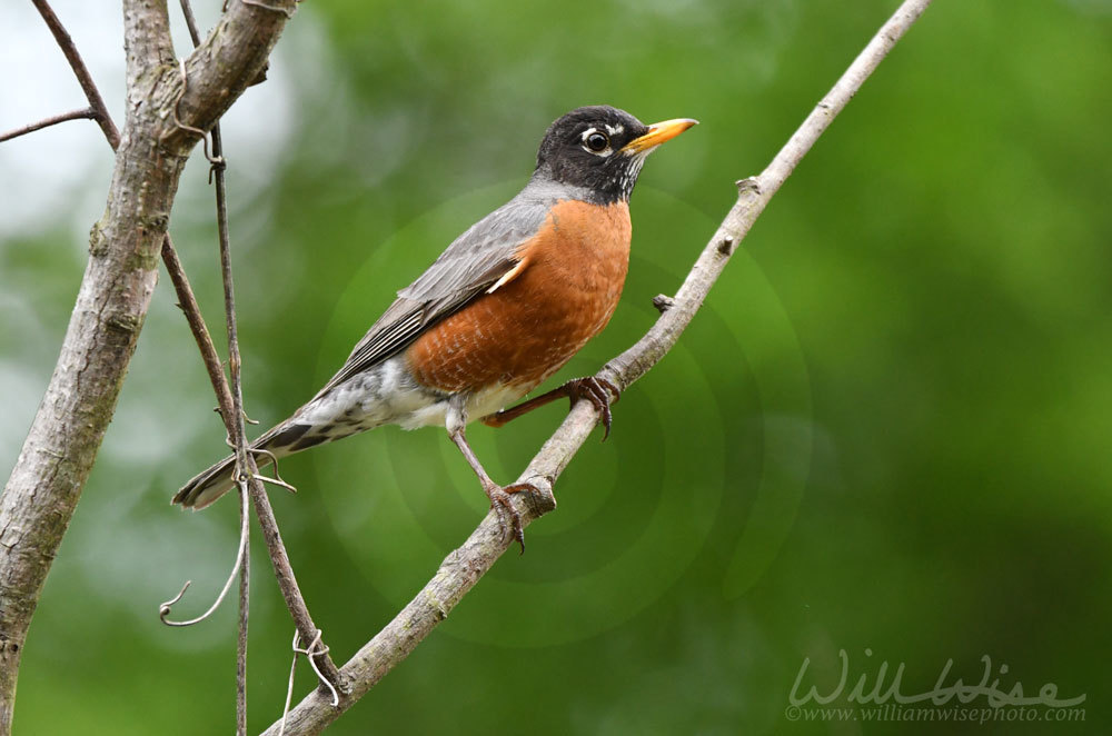 American Robin from Walton County, GA, USA on April 20, 2021 at 0956