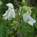 Rose Powdery Mildew - Photo (c) Tig, all rights reserved, uploaded by Tig