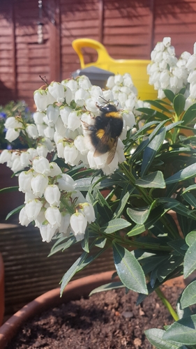 Cryptic Bumble Bee