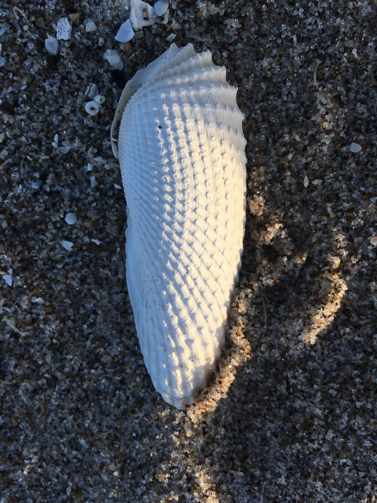 Angelwing (Cyrtopleura costata) · iNaturalist United Kingdom