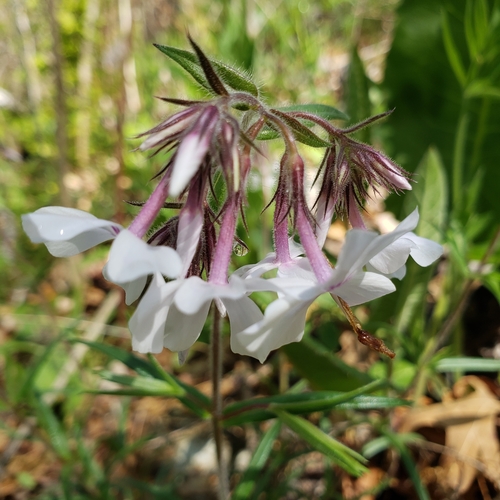 prairie phlox