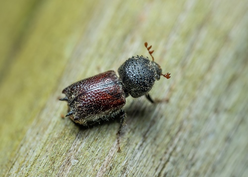 Sinoxylon muricatum