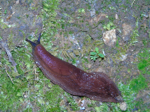 Durham Slug
