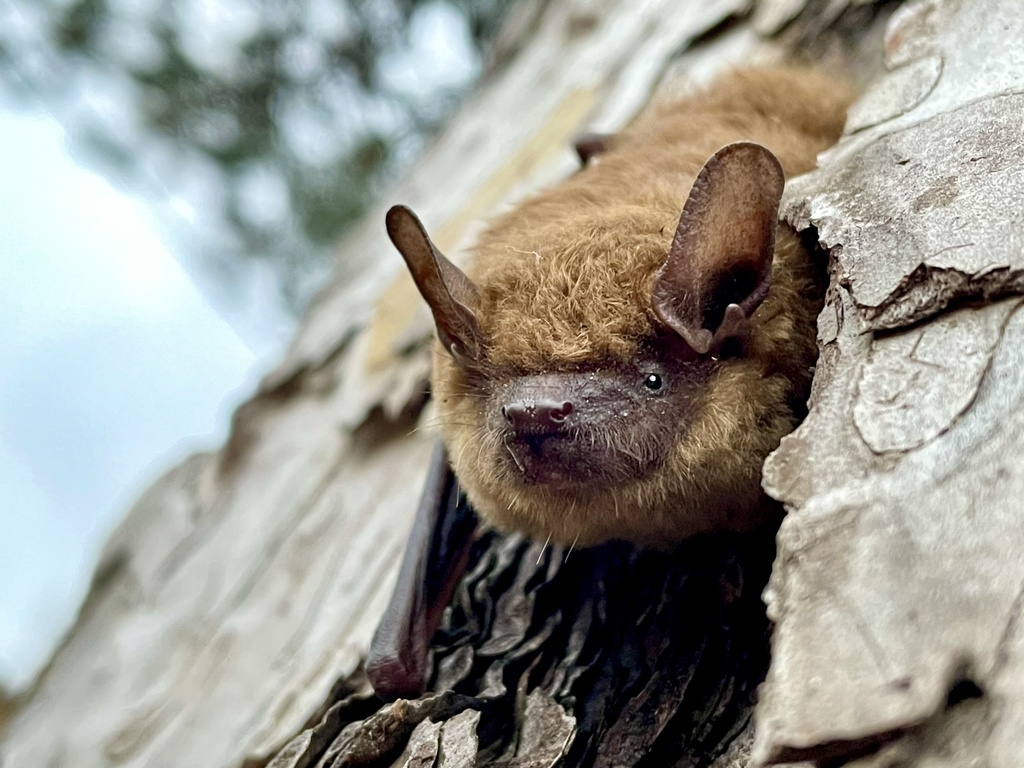 Big Brown Bat from Massachusetts St, Lawrence, KS, US on March 22, 2021 ...