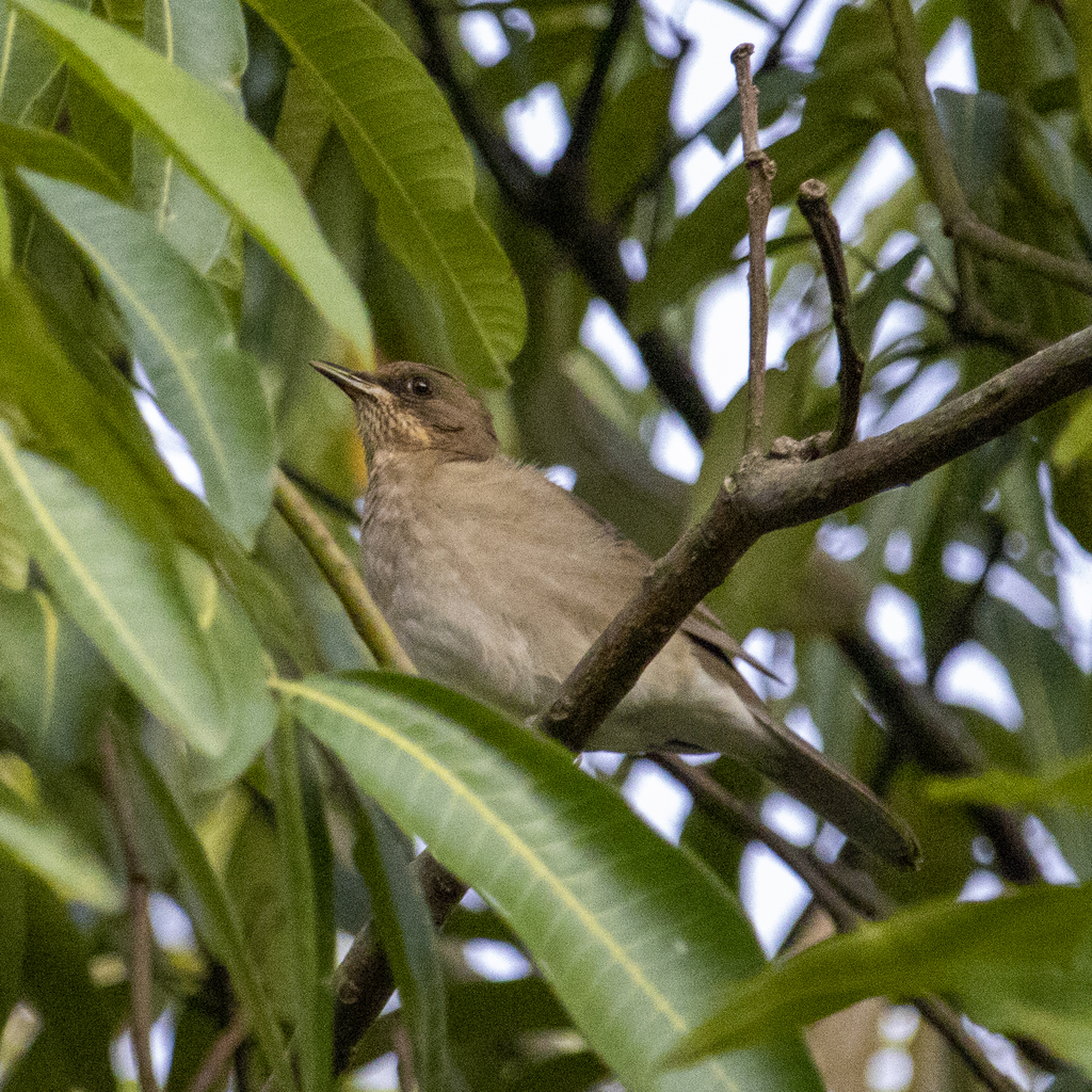 Creamy-bellied Thrush in April 2021 by Guilherme Farah · iNaturalist