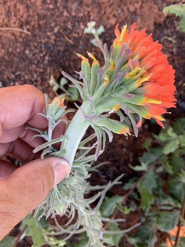 Texas Indian Paintbrush