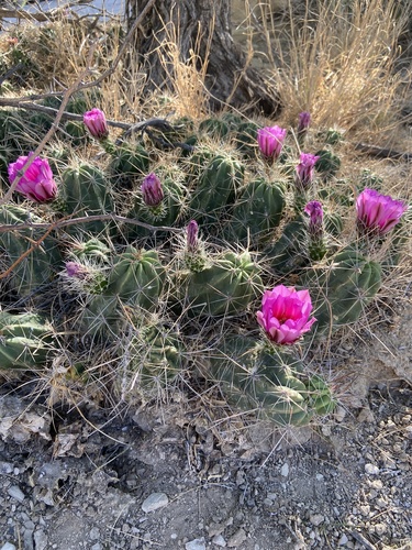Strawberry Cactus