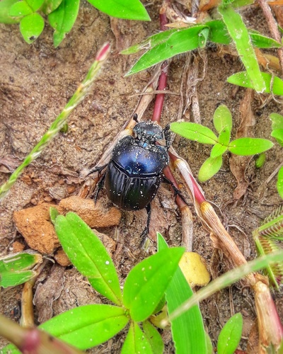 Coprophanaeus pertyi