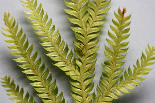 Lycopodium volubile Sw., 1806