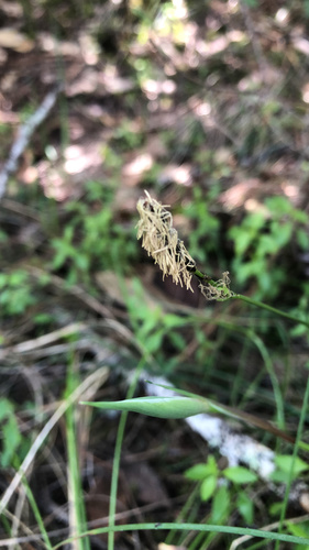 Carex serpenticola P. Zika
