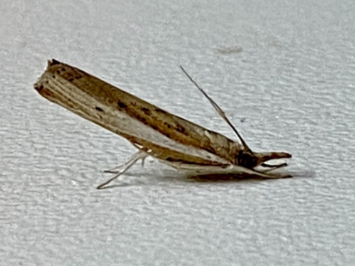 Fissicrambus fissiradiellus Walker, 1863