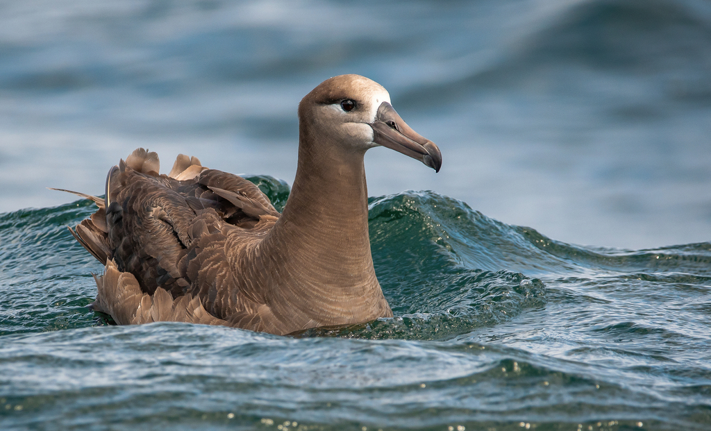 Black-footed Albatross photo