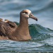 Black-footed Albatross - Photo (c) Mason Maron, all rights reserved