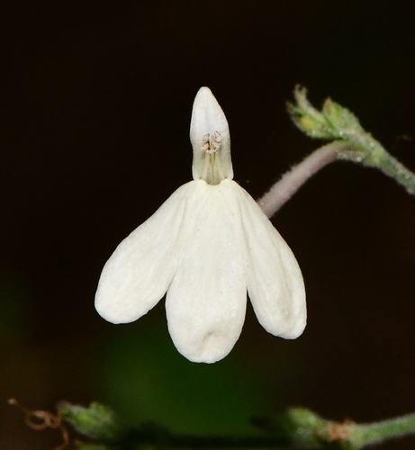 Rhinacanthus flavovirens